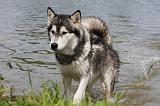 ALASKAN MALAMUTE 693